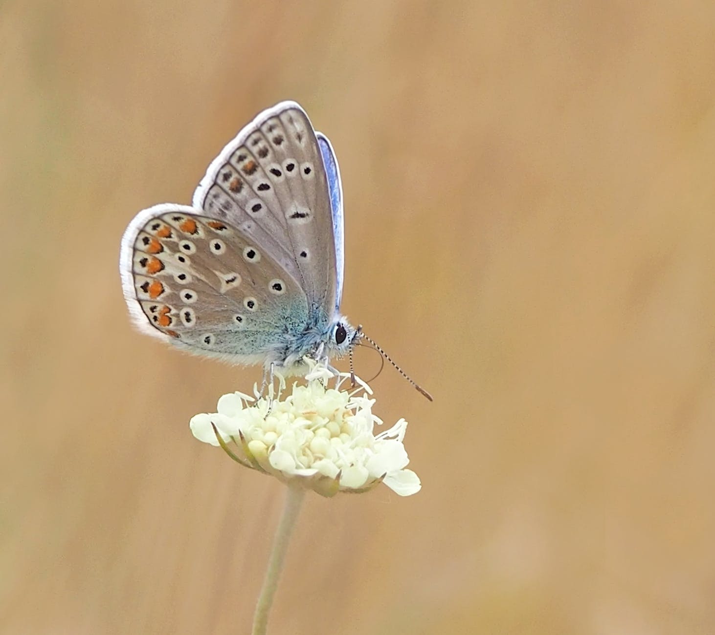 common female blue butterfly
